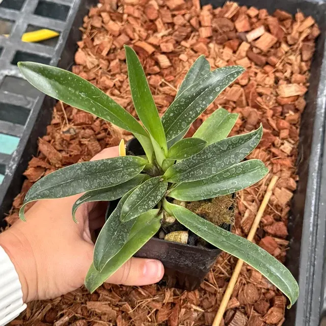 Paphiopedilum charlesworthii x Topaz Charm (Paphiopedilum)