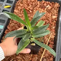 Paphiopedilum charlesworthii x Topaz Charm, 4" Pots — Hybridized in the USA