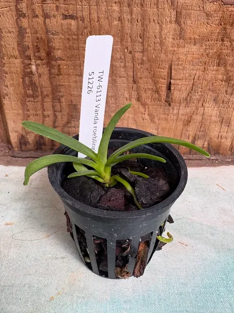 Vanda roeblingiana (Vanda)
