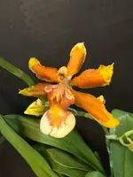 Oncidium Hilo Firecracker 'Lucky Strike'