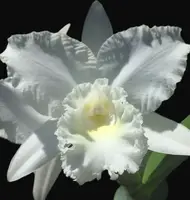 C. White Reception 'NN' — Not Currently In Bloom or Spike