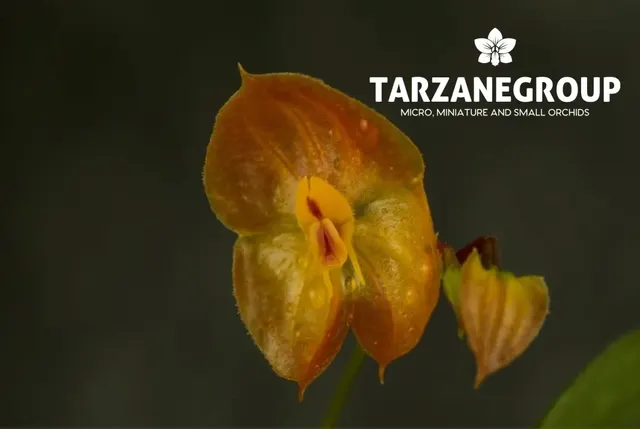 Lepanthes pallandrei (Lepanthes)