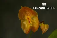 LEPANTHES PALLANDREI SMALL ORCHID MOUNTED