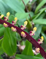 Bulbophyllum falcatum 'Standing Tall' AM/AOS