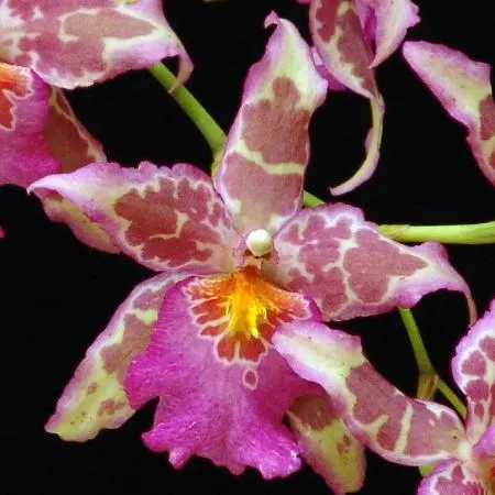 Aliceara Tropic Tom 'Paleface' (Aliceara)