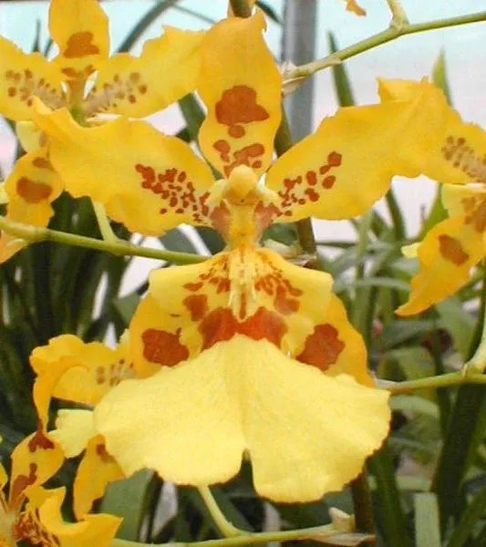 Wilsonara Marie Elle