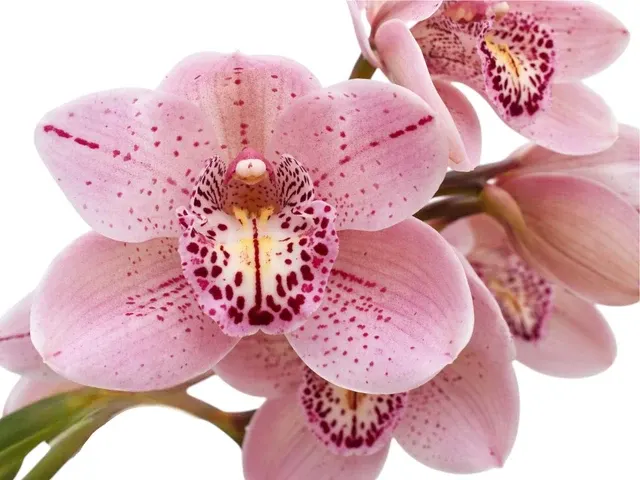 Cymbidium Forest Place 'Queens Jewel' (Cymbidium)