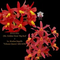 Cattleya Orchid Hybrid SVO11931 (Slc. Golden Treat 'Big Red' x Lc. Koolau Segulls 'Volcano Queen' AM/AOS)