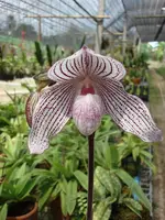 Paphiopedilum Woluwense (niveum ‘2744’ x Paph. rothschildianum ‘InCharm’)