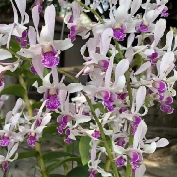 Dendrobium Madame Vipa x Rabbit Twist (Dendrobium)