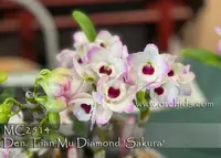 Den. Tian Mu Diamond 'Sakura ; Note: Mini Nobile Type ' (Himezakura x Yukidaruma)