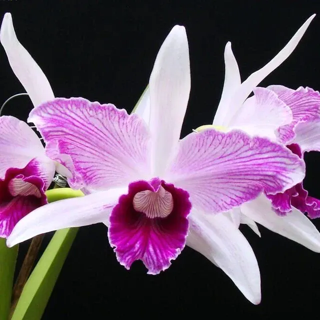 Cattleya purpurata var. striata (Cattleya)