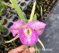Bc. Air Mososa 'Mickey Mouse' (Moscombe x nodosa) (YD091) (Hybrid) Bc.=Brassocattleya