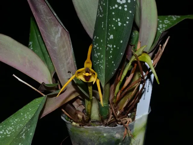 Maxillaria reichenheimiana