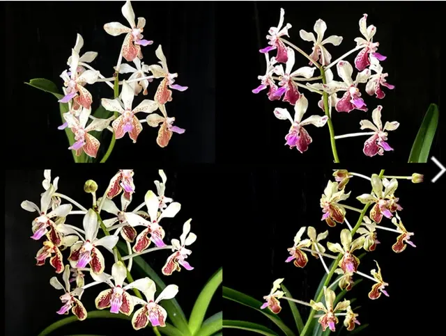 Vanda lamellata 'Okinawa' x geraldinoi (Vanda)