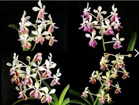 Vanda lamellata 'Okinawa' x Vanda geraldinoi — No