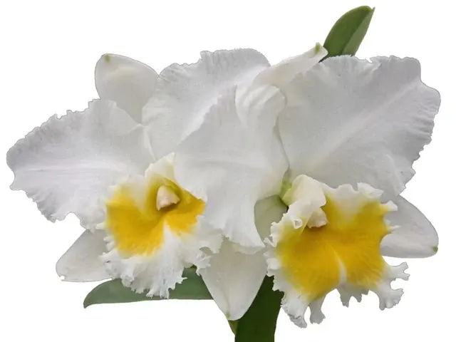 Rhyncholaeliocattleya Perla Rosada (Rhyncholaeliocattleya)