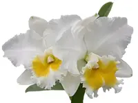 Rhyncholaeliocattleya Perla Rosada