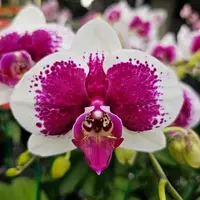 Phalaenopsis Orchid PHALA1832 Mature Plant - With Bud/Flower