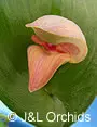 Pleurothallis maduroi