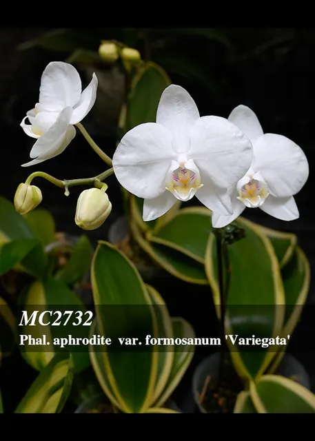 Phalaenopsis formosanum 'Variegata , Note : Amazing Clone' (Phalaenopsis)