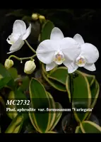 Phal. formosanum 'Variegata , Note : Amazing clone '