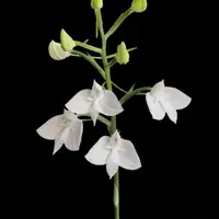 [Bulbs][Import AS-IS] Habenaria lindleyana [2.4 BS][July Preorder]