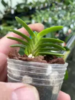 Neofinetia falcata ‘Ryokuho’