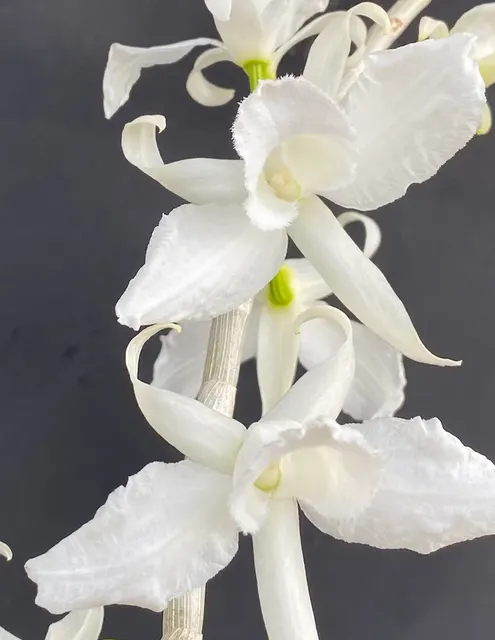 Dendrobium anosmum 'Antone' (Dendrobium)