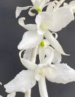 Den. anosmum 'Antone'
