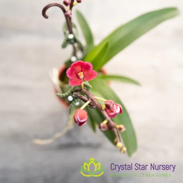 Sarcochilus x 'Ultra' (Sarcochilus)