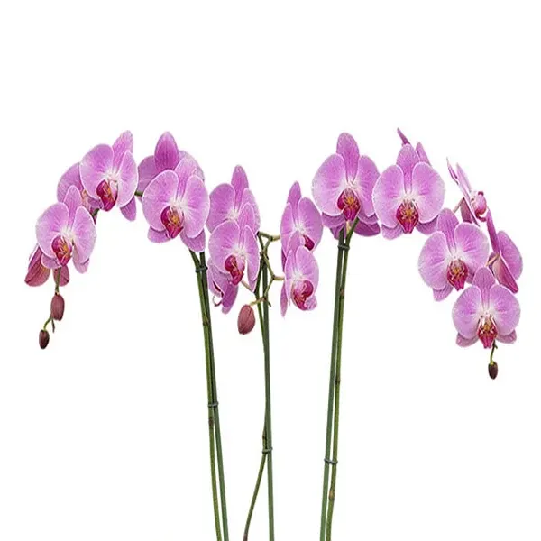 Phalaenopsis Pure Love