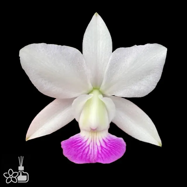 Cattleya walkeriana 'semi-alba'
