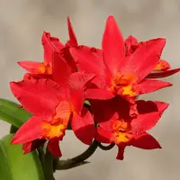 Rth. Shinfong Dawn (C. Koolau Seagulls x Rth. Love Passion)