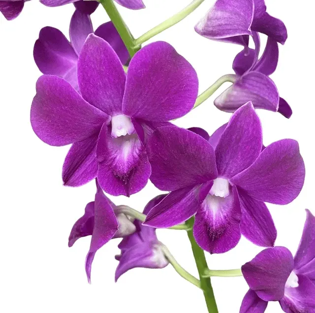 Dendrobium Phalaenopsis Purple Happiness