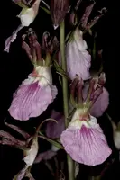 Eulophia guineensis 'Dusky' AM/SAOC