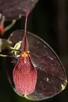 Restrepia elegans
