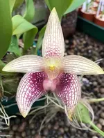 Bulbophyllum facetum ‘Elite’s 1st’