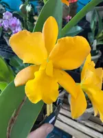 Blc. Nugett Digger Orange orchid — Not currently in bloom