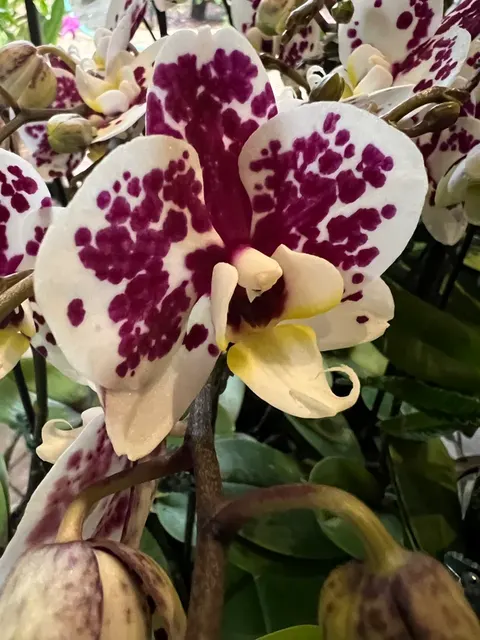 Phalaenopsis Tying Shin Fantastic World