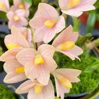 Dendrobium laevifolium -var. aureum, in bud!