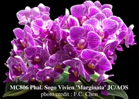 Phal. Sogo Vivien 'Marginata' JC/AOS, Note: in buds to blooming as 7/12/2023 ' ( Sogo Alice x Zuma Pixie)