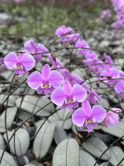 Phalaenopsis schilleriana 'YL61' (Phalaenopsis)