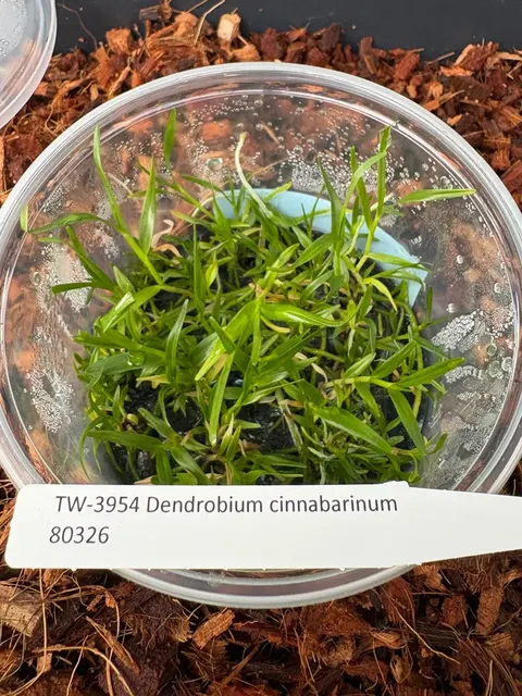 Dendrobium cinnabarinum (Dendrobium)