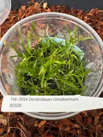 FLASK Dendrobium cinnabarinum
