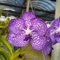 [Bare-root] #VA# Vanda coerulea, blue flowers x sib [2.8" BS][Oct in stock 26]