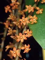 Diaphanathe hildebrandtii — Cal-Orchid Inc.