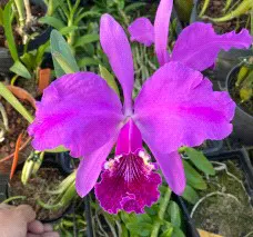 Cattleya lueddemanniana (Cattleya)