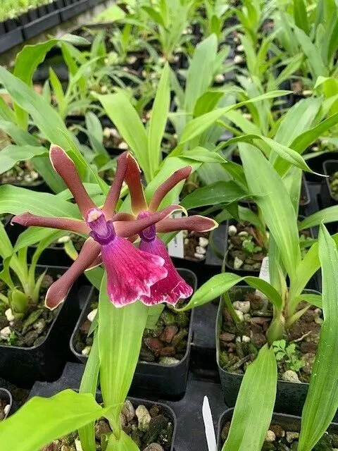 Zygopetalum Rhein Moonlight x 'Blue Eyes' (Zygopetalum)