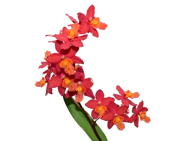 Oncidium P Juan Cardenas (Oncidium)